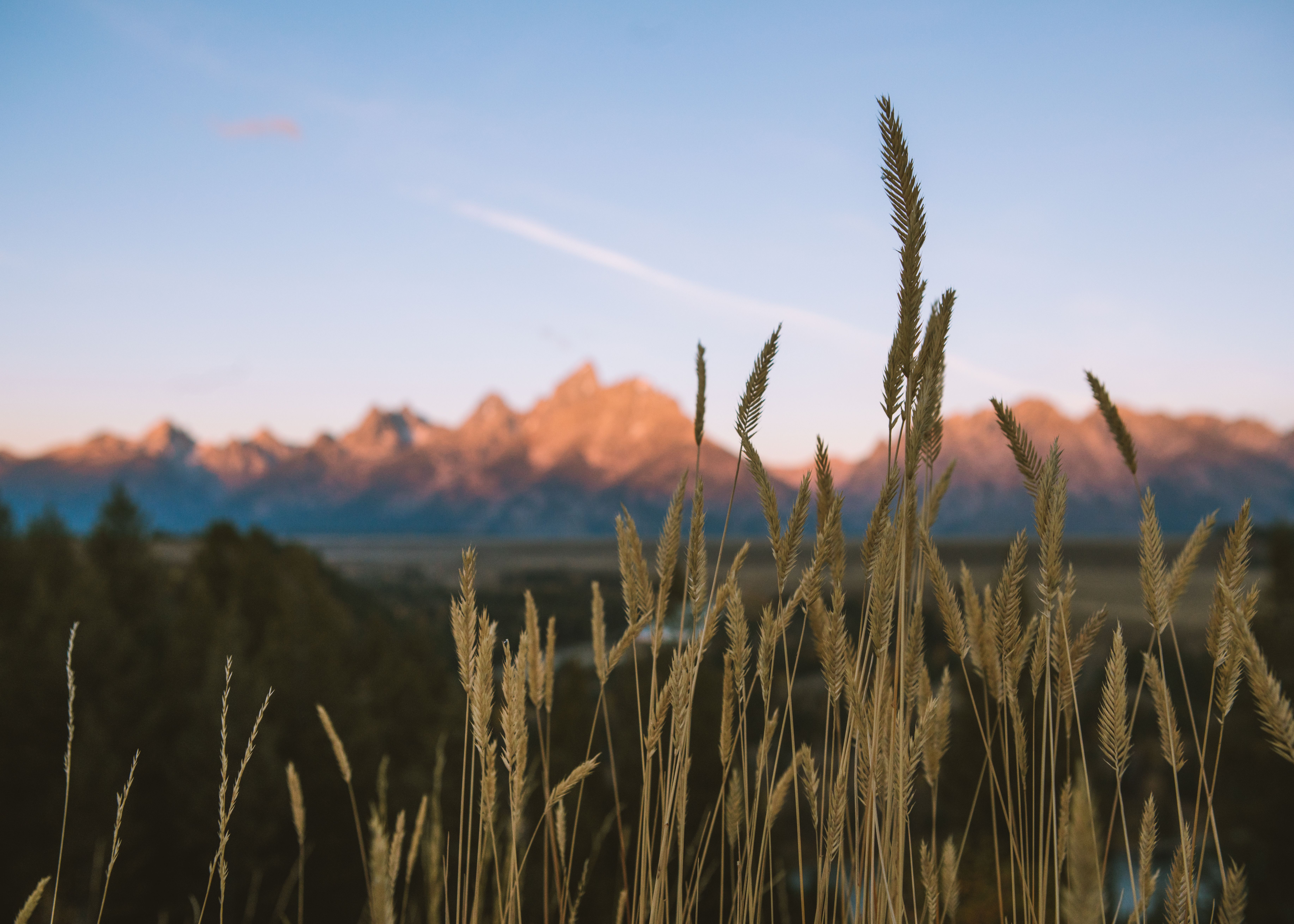 Golden grasses in the foreground with the Teton range catching first light at dawn